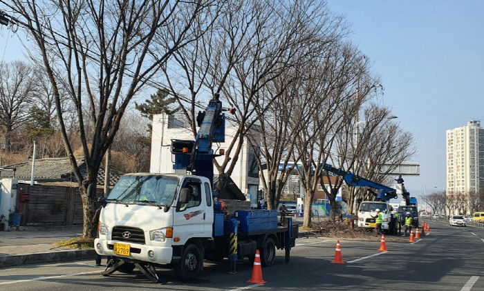市, 상반기 가로수 가지치기 공사 시행