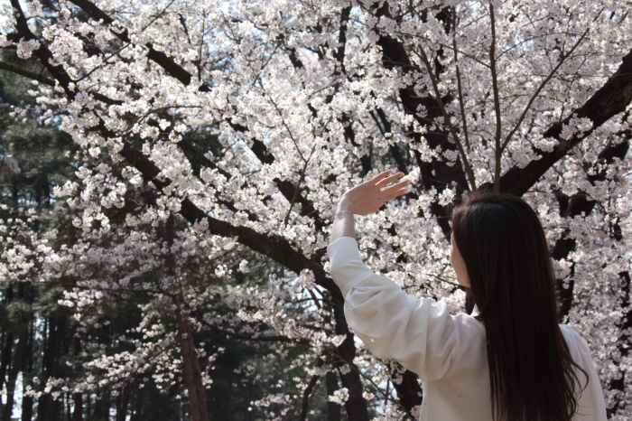 경산 벚꽃 명소에 시민 발길 이어져~