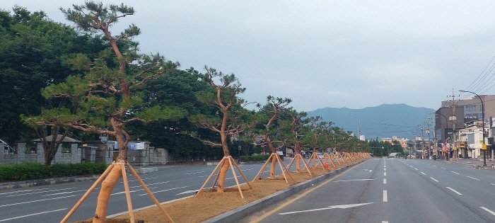 영남대 앞 중앙분리화단 개선공사 시행