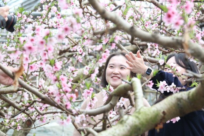 봄의 전령, 복사꽃 ‘활짝’