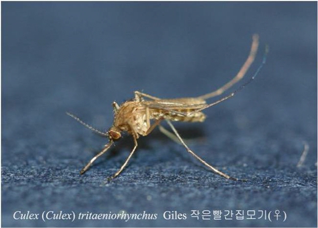 경산 와촌에서 ‘일본뇌염 매개모기’ 발견