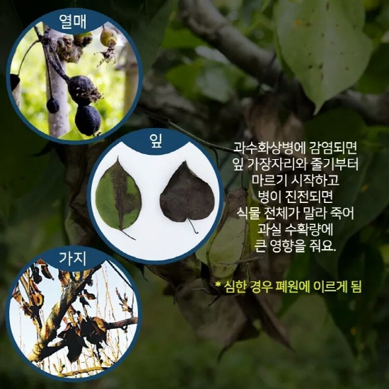경산시, 과수화상병 방제약제 무상 배부
