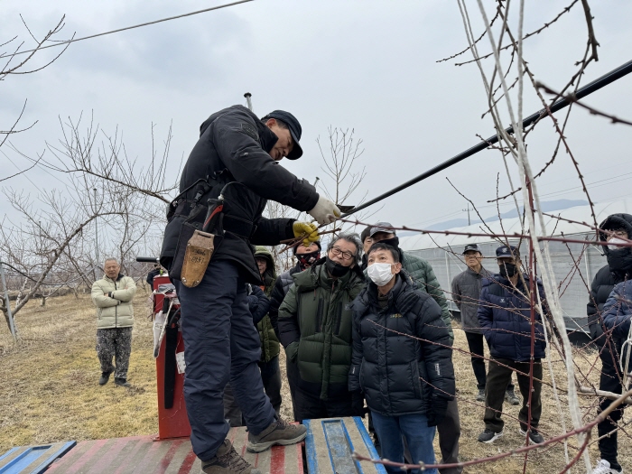 경산시, 복숭아 동계전정 현장실습교육