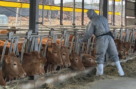 경산시, 상반기 구제역 백신 일제접종 실시