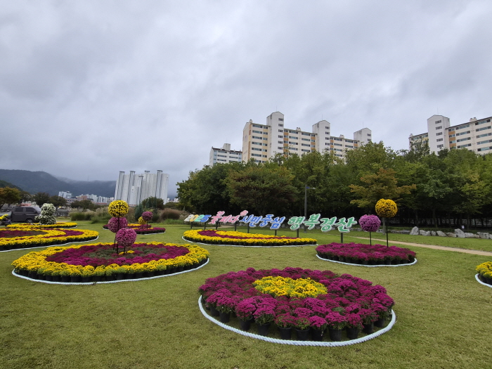 옥곡동 남천둔치에서 국화 전시회