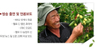 경산향토대추